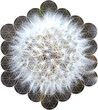 Sacred Geometry in Nature - Dandelion, Flower of Life