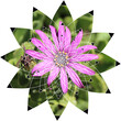 Sacred Geometry in Nature - Violet Flower

