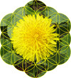 Sacred Geometry in Nature - Flower of life	
