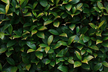 Green hedge as beautiful background