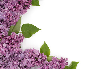  Lilac flowers on white background for March 8 holiday card, flat surface with empty space, top view