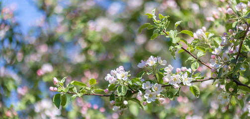 Sticker - pink apple tree flowers and buds on bright background