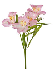 Wall Mural - branch of light pink freesia flowers isolated on white