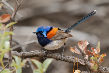 Wall Mural - blue-breasted fairywren or wren - malurus pulcherrimus, non-migratory and endemic passerine bird in 