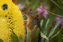 Honey Possum Or Noolbenger Tarsipes Rostratus Tiny Marsupial Feeds On The Nectar And Pollen Of Yellow Bloom, Important Pollinator For Banksia Attenuata And Coccinea And Adenanthos Cuneatus