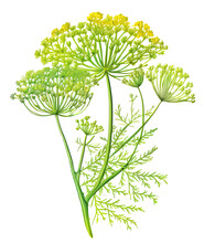 Fennel Or Dill Flowers And Leaves, For Medical Or Culinary Uses, Over White Background. Generative AI Detailed Watercolor Illustration