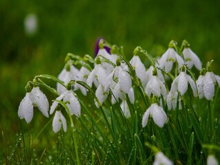 Sticker - Snowdrops After Rain on Grass