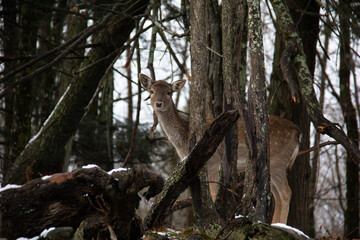 Deer hidding in the forest