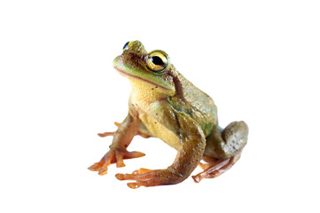 green frog without background or transparent