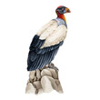 King vulture on the rocks illustration. Bird of prey watercolor image. Hand drawn realistic detailed Sarcoramphus papa exotic tropical South America native predator bird. King vulture illustration.