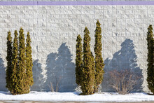 Full Frame Texture Background Of A White Colored Brick Wall With A Snow Covered Landscaping Of Tall Evergreen Trees And Winter Bare Bushes, With Tree Shadows From Low Angle Sunlight