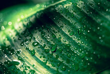 Fresh Green Banana Leaf With Water Drop, Nature Texture Background