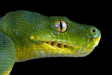Wall Mural - chondropython viridis snake closeup with isolated background, head of morelia viridis snake