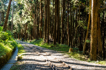 Wall Mural - The old forest railway section of the Shuishan Trail at Alishan Forest Recreation Area in Chiayi, Taiwan. Now obsolete and unable to operate.
