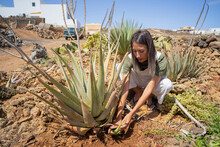 Young Woman Picking Aloe Vera Crouching In Garden