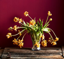 Vase Of Withered Tulips On Wooden Plank Against Maroon Background