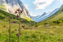 Thistle And Meadow In Valley, Urke, More Og Romsdal, Norway
