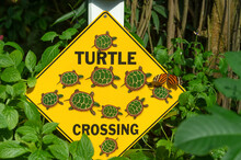 Yellow Sign In Nature. Yellow Turtle Crossing Sign. Yellow Sign Outdoor. Photo Of Yellow Sign