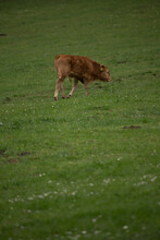 A Brown Calf On A Cow Pasture. Rhoen Mountains, Germany