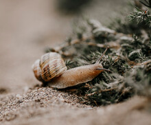 Snail Crawling On Sand, California, USA