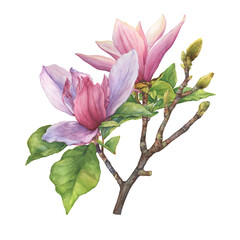 Wall Mural - Branch of pink bright magnolia liliiflora flowers (also called mulan magnolia, woody-orchid). Botanical watercolor hand drawn painting illustration, isolated on white background.