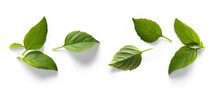 Seasoning Herb Fresh Leaves Basil Isolated On Transperent Background