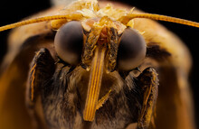 Macro Stack Of A Moth (668 Pics)