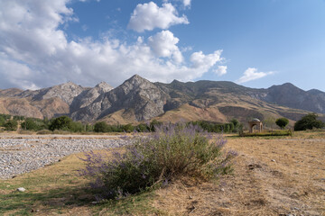 Wall Mural - Scenic rural mountain landscape with blooming perovskia aka russian sage, Mazar-i-Sharif, near Panjakent or Penjikent, Sughd, Tajikistan