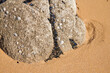 Felsen am Strand mit Muscheln und Napfschnecken bewachsen.