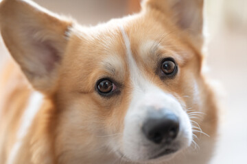 Poster - welsh corgi pembroke dog portrait