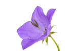 Fototapeta Motyle - flowers bluebells isolated