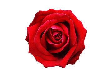 spring beautiful red rose isolate background for valentine's day, mother's day, summer or love cards