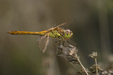 Fototapeta Lawenda - Closeup on the vagrant darter dragonfly, Sympetrum vulgatum against a dark background