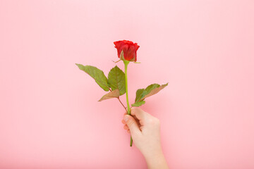 Wall Mural - Baby girl hand holding fresh beautiful red rose on light pink table background. Pastel color. Closeup. Congratulation concept. Top down view.