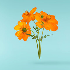 beautiful orange cosmos flower