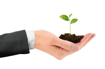 Wall Mural - hand in a business suit holds a young sprout with soil on a white isolated background. business concept of financial growth and development