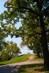 Wall Mural - An empty bench on a park lawn against the sky