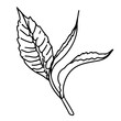 © Tata Pilip - A young shoot of a tea bush. Organic drink. Vector element in graphic style. Tea leaf for packaging design, logo.