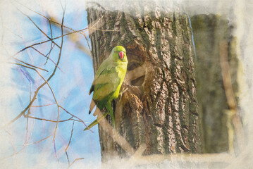 digital watercolour painting of ring-necked parakeets, or rose-ringed parakeets in the uk.