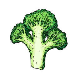 Sticker - broccoli cut sketch hand drawn vector