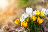 Fototapeta Natura - Crocuses yellow blossom on a spring sunny day in garden. Beautiful first flowers for the design