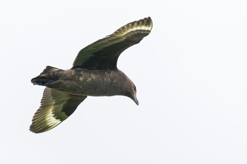 Wall Mural - Southern skua