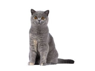 Wall Mural - adorable young blue tortie british shorthair cat, sitting up side ways but facing front. looking tow