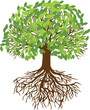Tree png graphic clipart design