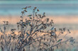 The European goldfinches sitting on a thistle and flying around at sunrise in the Czech Republic
