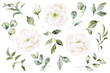 Set watercolor floral elements of peony, rose, collection garden white flowers, green leaves, branches, Botanic illustration isolated on white background for wedding design.