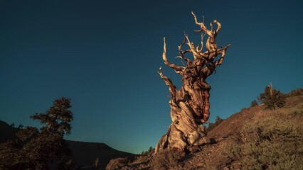 Wall Mural - Ancient Bristlecone Pine Forest Tree Sunset Milky Way Starry Night Time Lapse