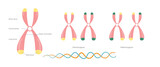Fototapeta Tulipany - Chromosomes genetic dna technology science education 
