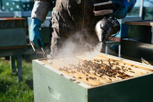 Beekeeper Using Bee Smoker In Apiary