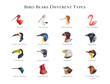 Bird beaks different types illustration set. Hand drawn various bird beak chart sorted by feeding type. Beautiful birds with different bills. Big colorful table for nature study, teaching, explore